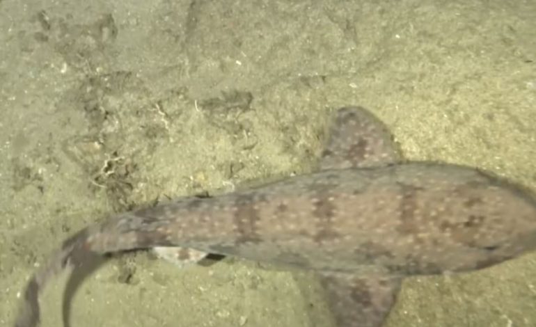  El tiburón de gato pintado: un hallazgo único en las profundidades de Timor-Stete