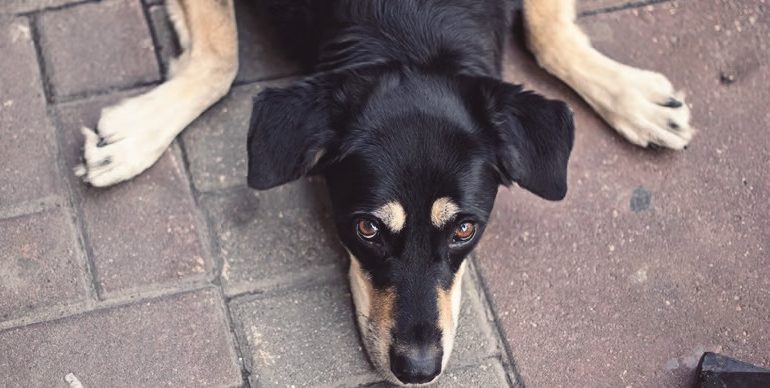  Día del perro mundial sin raza: una fecha para promover la adopción

 – Panorama 24