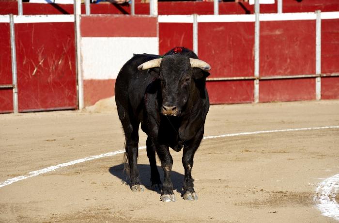  Día del Mundo Antitaurhin: El mundo levanta la voz contra una práctica que pierde fuerza

 – Panorama 24