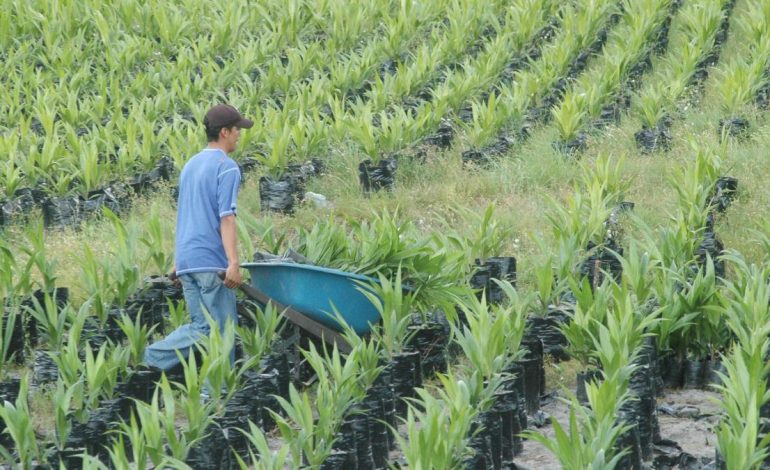  Más de 77,000 millones de pesos, por lo que los fabricantes pequeños y medianos pueden adquirir acciones agrícolas

 – Panorama 24