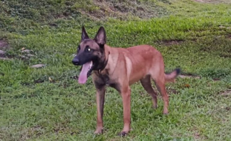  La ayuda de un perro permitió la incautación de material explosivo en el Putumayo

 – Panorama 24