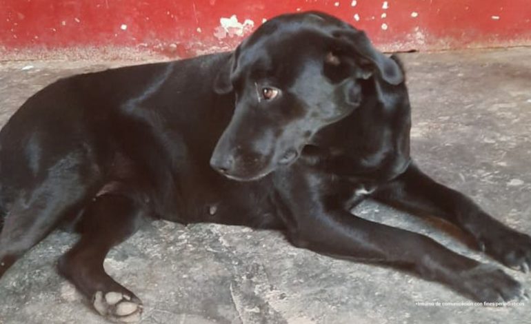  Acusa a un veterinario en Antioquia por causar la muerte de un perro

 – Panorama 24