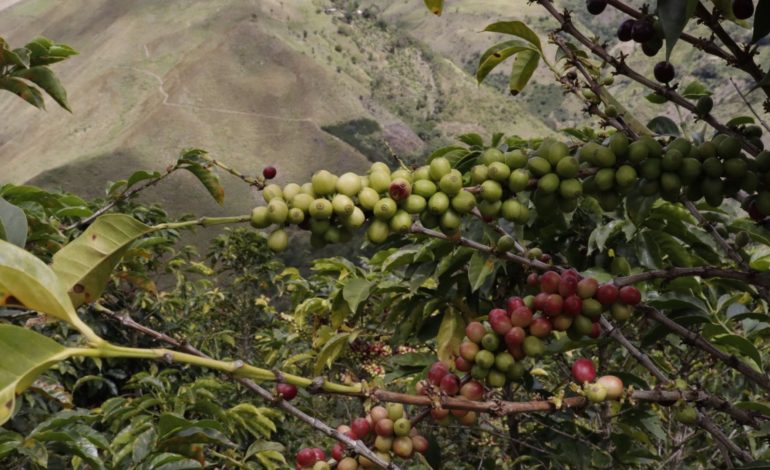  Refugio indígena Inga de Aponte exportará café a Europa

 – Panorama 24