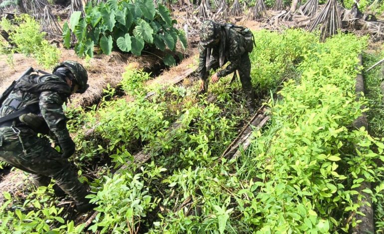  El ejército neutraliza artefactos explosivos en Amazonas y Caquetá

 – Panorama 24
