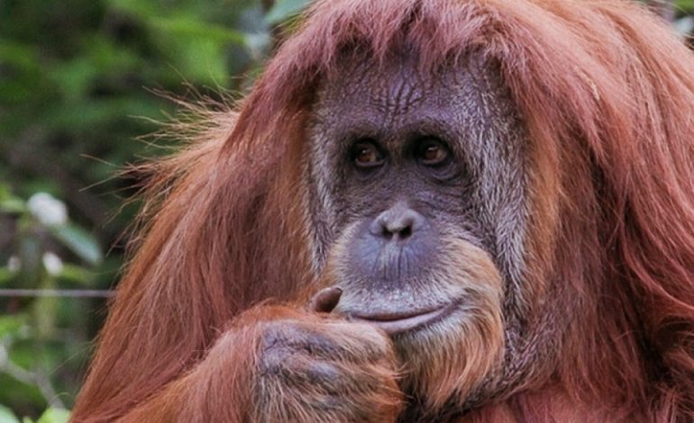  Día del Orangután mundial: Guardianes del bosque en peligro

 – Panorama 24