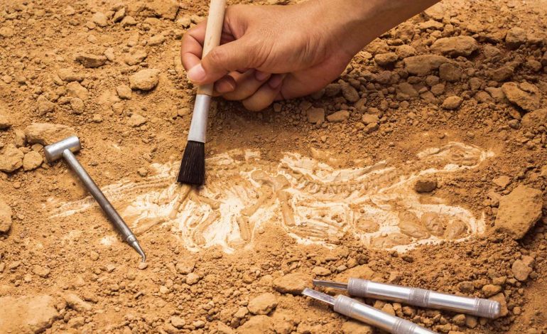  Día internacional de la arqueología: una mirada al pasado que construye un futuro

 – Panorama 24