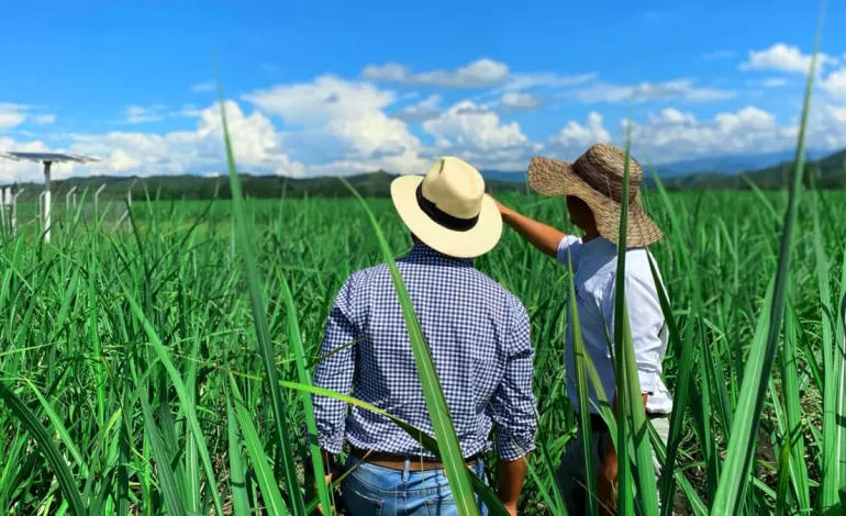  Valle, sede del Congreso Agroindustria de la Caña con delegados de más de 50 países, más de 1,200 expertos y empresarios: será ‘Cop16 Sugar’

 – Panorama 24