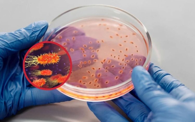 Los científicos convierten las bacterias en procesadores digitales – 

 – Panorama 24