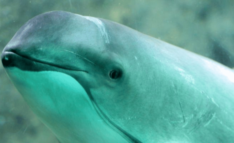  Día Internacional de Vaquita Marina: una especie al límite, una responsabilidad compartida

 – Panorama 24