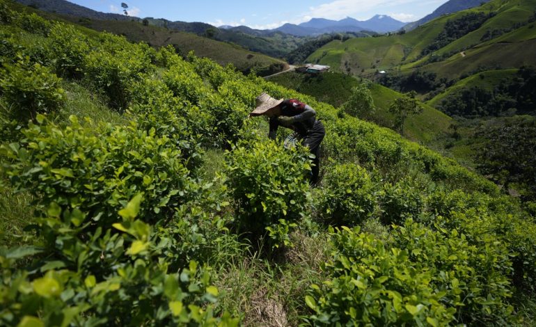  El Micay Canyon continúa en crisis: entre coca y ausencia de estado – mejorado

 – Panorama 24