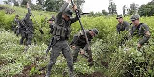  Colombia en riesgo de copiar a los Estados Unidos. En batalla contra las drogas – 

 – Panorama 24