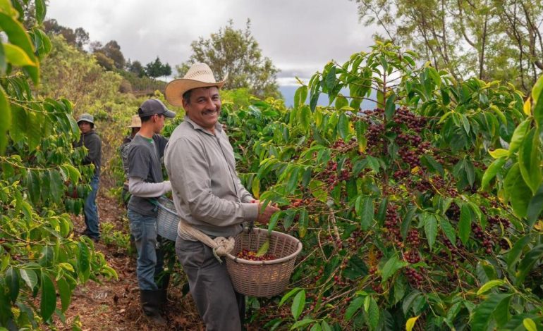  Tras 30 años de investigación, la Asociación de Cafeteros ha creado ‘Umbral’, una variedad de café tolerante al calor

 – Panorama 24