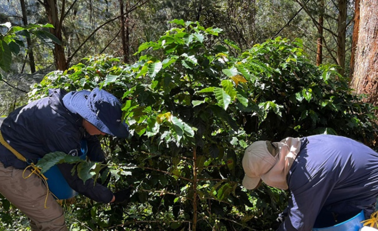  Cuentas claras / Aumento de la productividad del café

 – Panorama 24