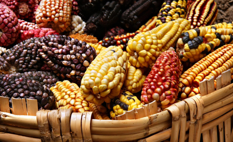  Sector semillero alerta sobre retrasos en aprobaciones de biotecnología, mientras la piratería sigue afectando la competitividad agrícola

 – Panorama 24