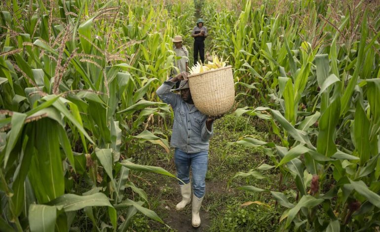  La Fundación Rockefeller y CAF forman alianza para ampliar oportunidades de seguridad alimentaria y cambio climático en América Latina

 – Panorama 24