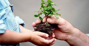  Emergencia verde: las claves para la conservación ambiental en 2026 

 – Panorama 24