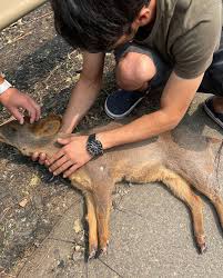  Incendios forestales en Chile dejan fauna herida y activan operativos de rescate

 – Panorama 24