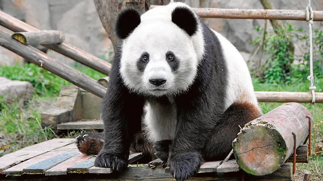  El panda gigante ya no está en peligro de extinción, pero sigue siendo vulnerable

 – Panorama 24