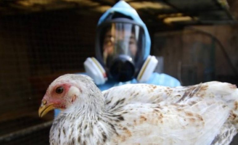  Casos de H5N1 confirmados en elefantes marinos y activada vigilancia epidemiológica

 – Panorama 24