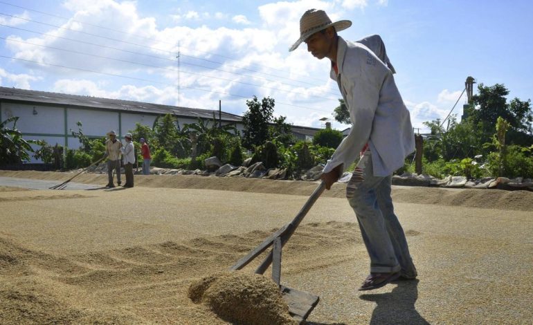 Fedearroz niega irregularidades en el manejo de sus recursos

 – Panorama 24