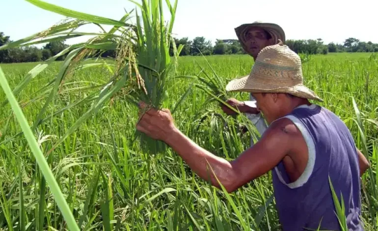 ¿Subirá el precio del arroz en Colombia por las batallas arancelarias con Ecuador?

 – Panorama 24