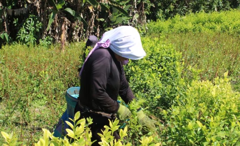  El gobierno asegura que no es «enemigo de la ciudadanía» tras protestas en Cauca por uso de glifosato – 

 – Panorama 24