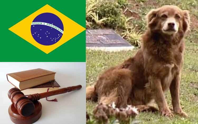  São Paulo aprueba ley para enterrar mascotas con sus dueños

 – Panorama 24