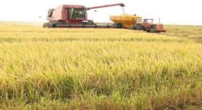  Arranca la primera cosecha de arroz de 2026 en medio de una profunda crisis en el sector

 – Panorama 24