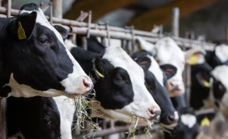  El gobierno activa un plan para vender más de 127.000 litros diarios de leche comprados por el Grupo Gloria

 – Panorama 24