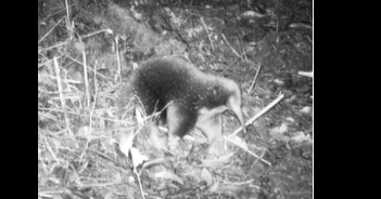  Descubren especies que se creían extintas en los bosques de Nueva Guinea

 – Panorama 24