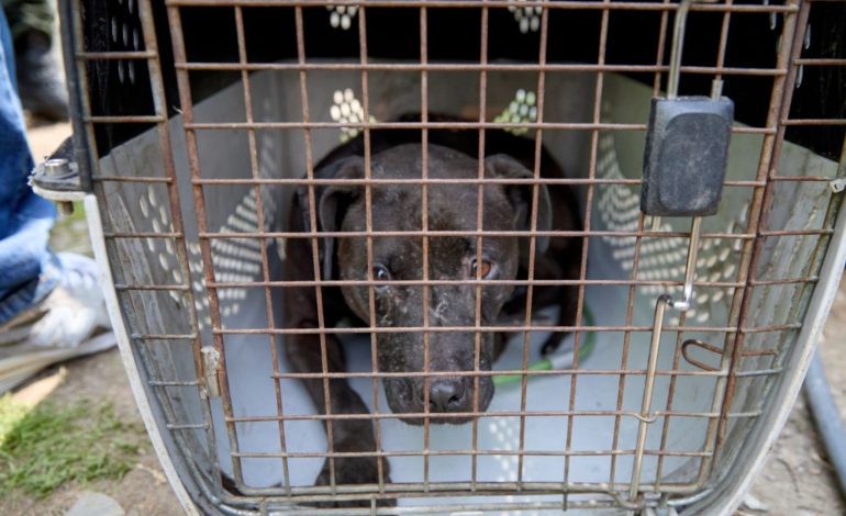  Fiscalía y Policía allanan locales dedicados a peleas clandestinas de perros

 – Panorama 24