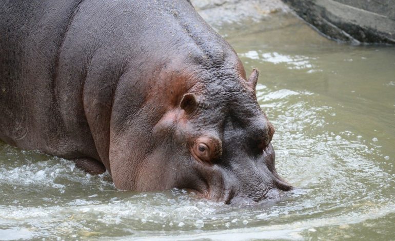  Temor en Barrancabermeja por presencia de hipopótamos

 – Panorama 24