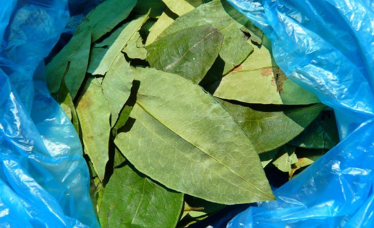  Colombia postuló los conocimientos ancestrales de la coca como Patrimonio Cultural Inmaterial

 – Panorama 24